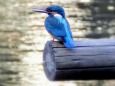 日比谷公園のカワセミ