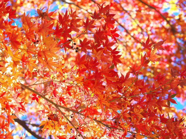 色付く紅葉