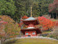 紅葉の勝尾寺・多宝塔