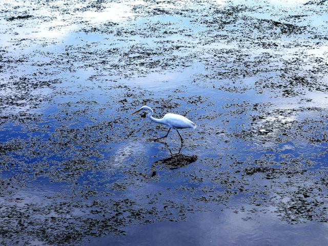 谷津干潟のダイサギ