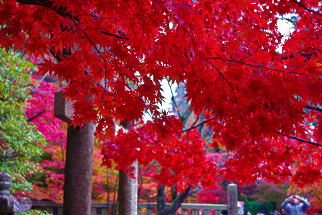 長岡京・光明寺の紅葉