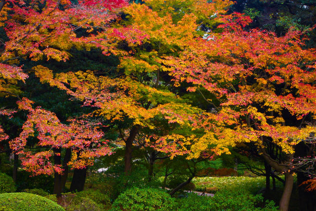 旧古河庭園の紅葉