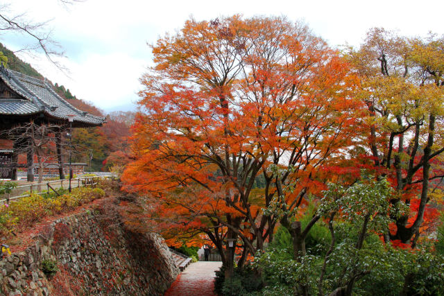 紅葉の勝尾寺・鐘楼下の参道