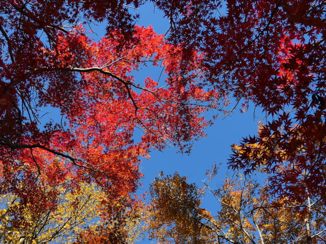 紅葉と青空