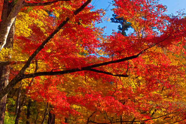 香嵐渓の紅葉