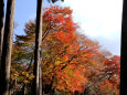 紅葉の勝尾寺・境内の紅葉