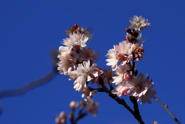 冬桜