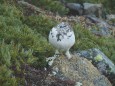 常念岳のチビ雷鳥