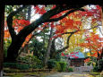 秋彩りの山門 静勝寺