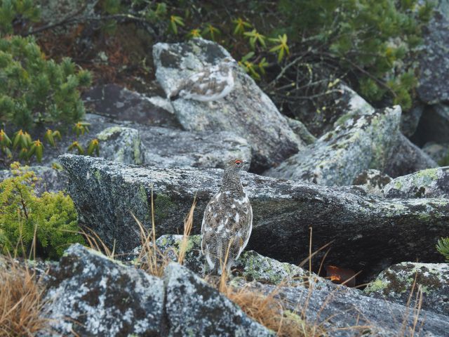 前常念岳のチビ雷鳥