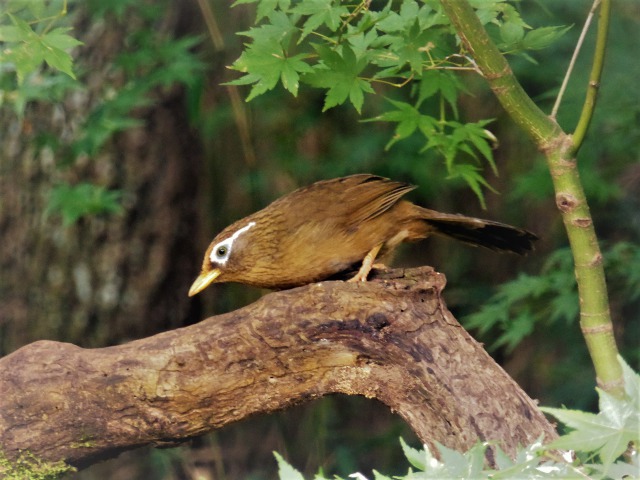 ガビチョウ