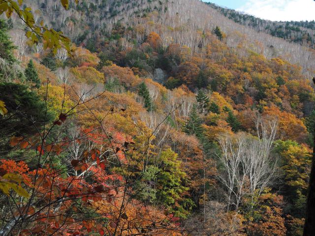 三又の紅葉