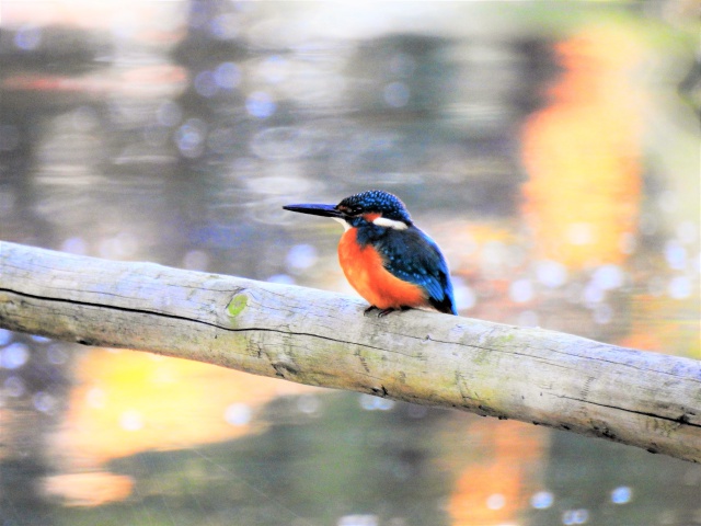 日比谷公園のカワセミ