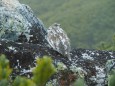 前常念岳のチビ雷鳥