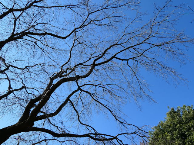 冬の青空