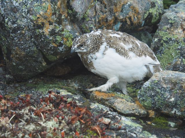 常念岳のチビ雷鳥