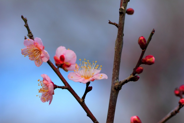 冬空に咲き始めた梅花