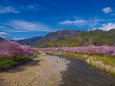 回顧2016春 河津桜