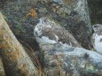 常念岳のママ雷鳥