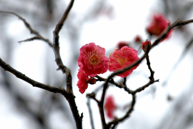 早くも紅梅が開花