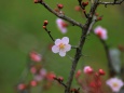 咲き始めた梅の花