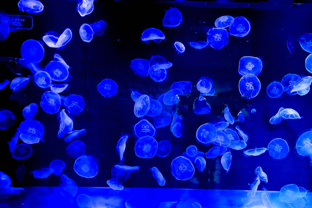 魚 水生生物 クラゲの漫遊 壁紙館