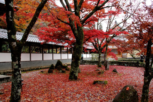 追憶2016.11・永源寺散紅葉