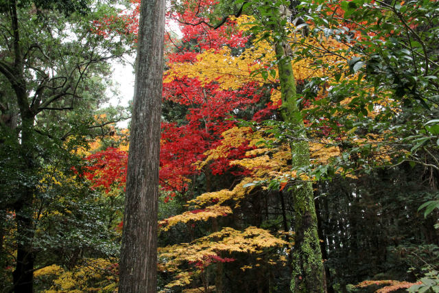 追憶2016.11・西明寺紅葉