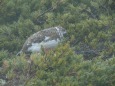 常念岳の雌雷鳥