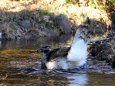 オオタカの水浴び