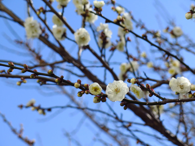 散歩道の花 1701-3-1