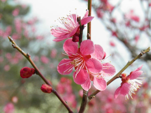 梅の花・道知る辺