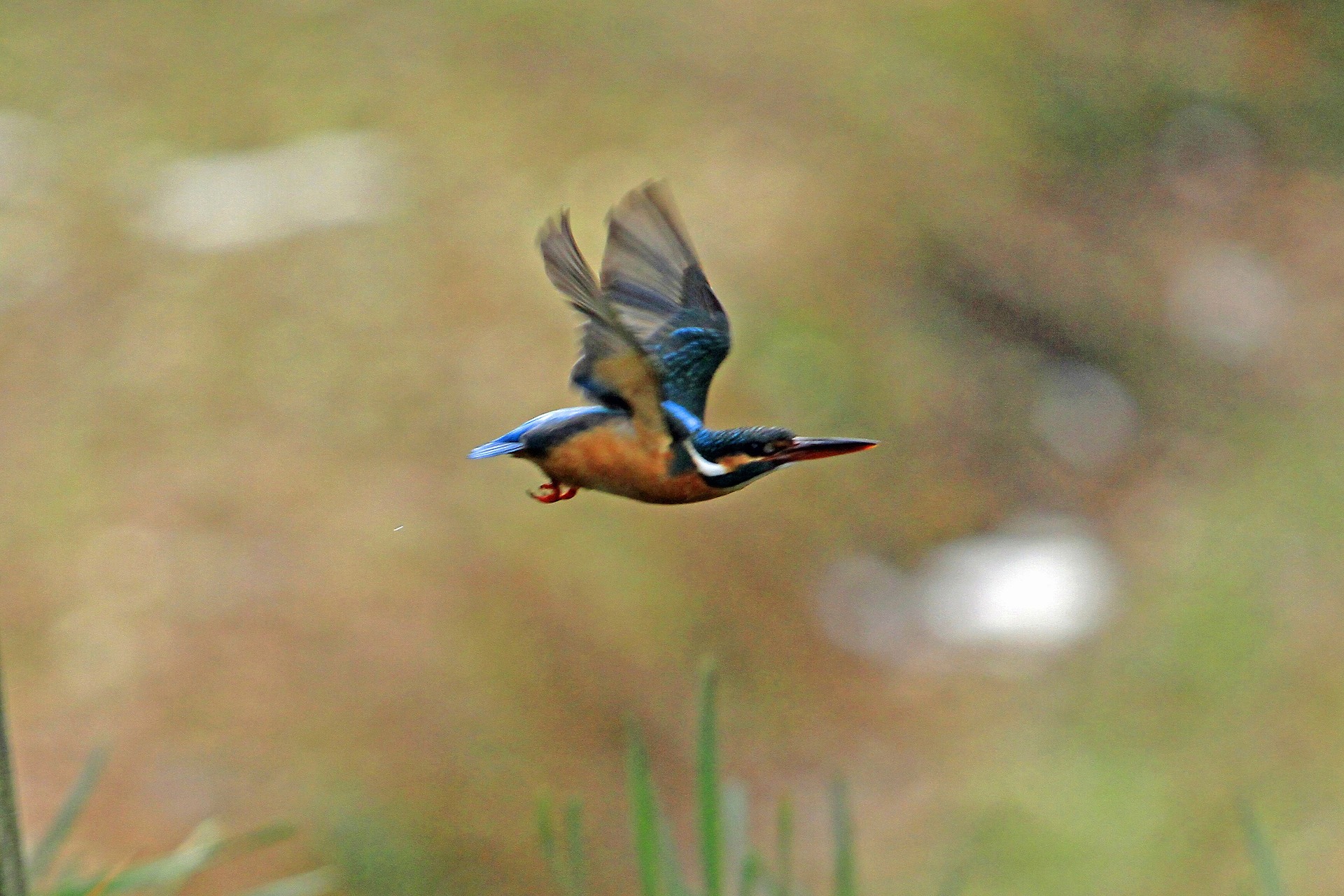 動物 鳥 ペンギン 空飛ぶ宝石 カワセミ 壁紙19x1280 壁紙館