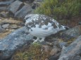 常念岳の雄雷鳥