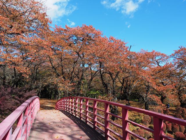 春日公園の紅葉