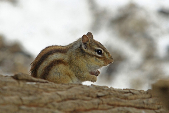 シマリス