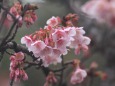 咲き始めた寒桜