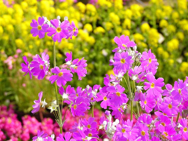 早春の西洋さくら草