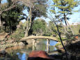 六義園 千鳥橋