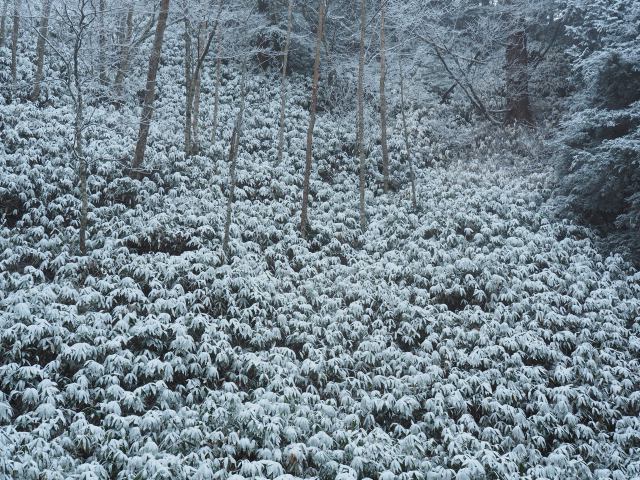 雪の朝