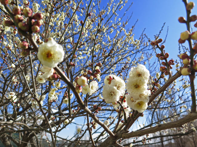 散歩道の花 1701-12-1