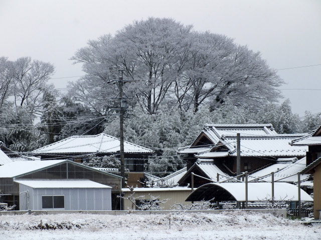 雪の朝