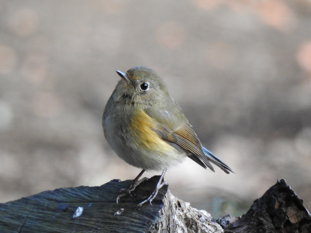 ルリビタキ♀