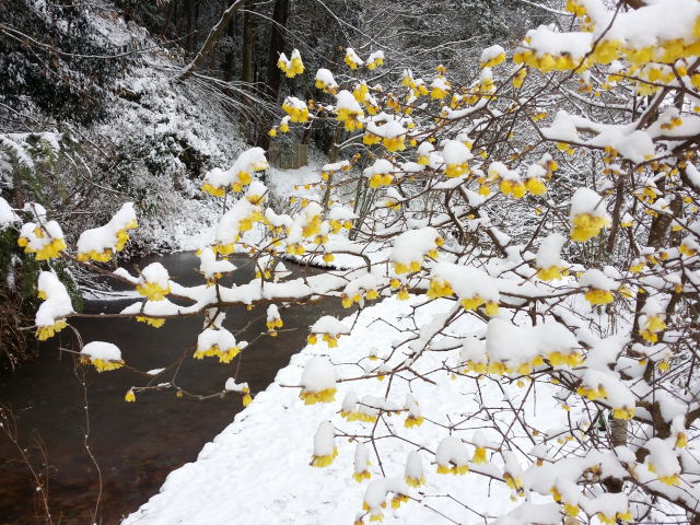 雪の蝋梅