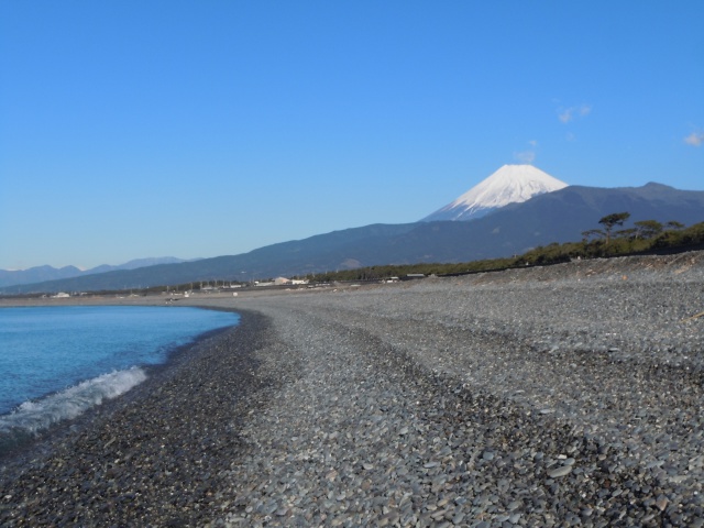 海岸から松林越しに見る富士山