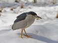 雪上のササゴイ