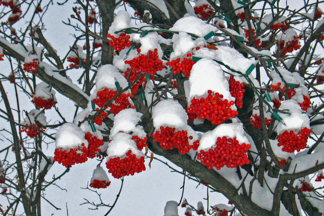 雪をかぶったナナカマド