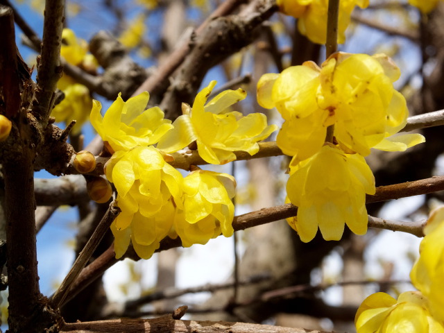 蝋梅の花