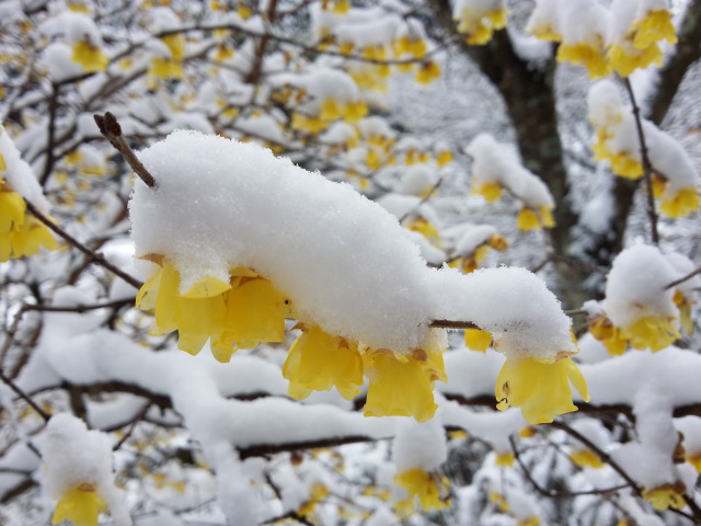 雪帽子の蝋梅