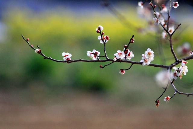 梅の花